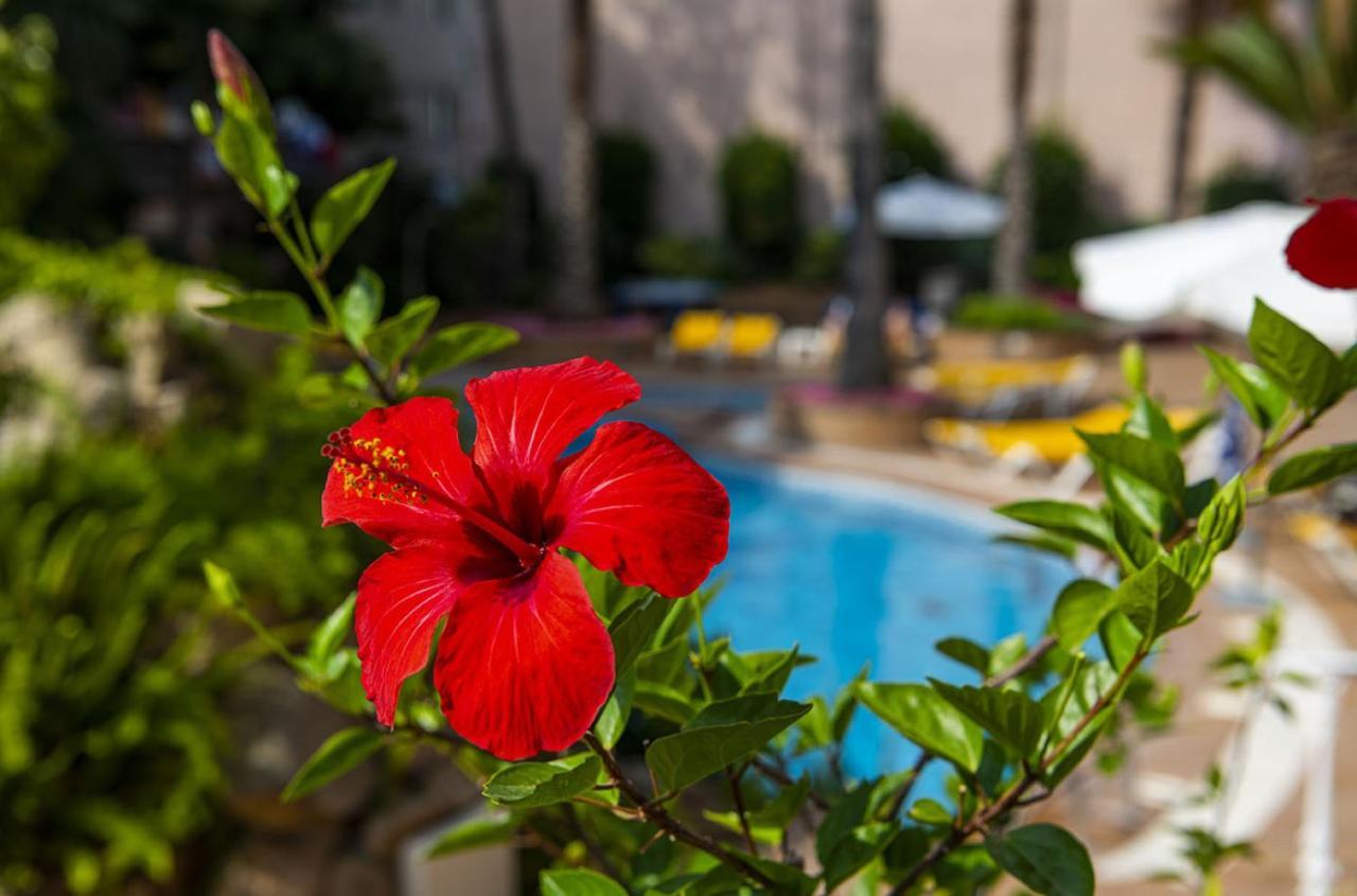 Hotel Guitart Rosa - Adults Only Λορέτ Ντε Μαρ Εξωτερικό φωτογραφία